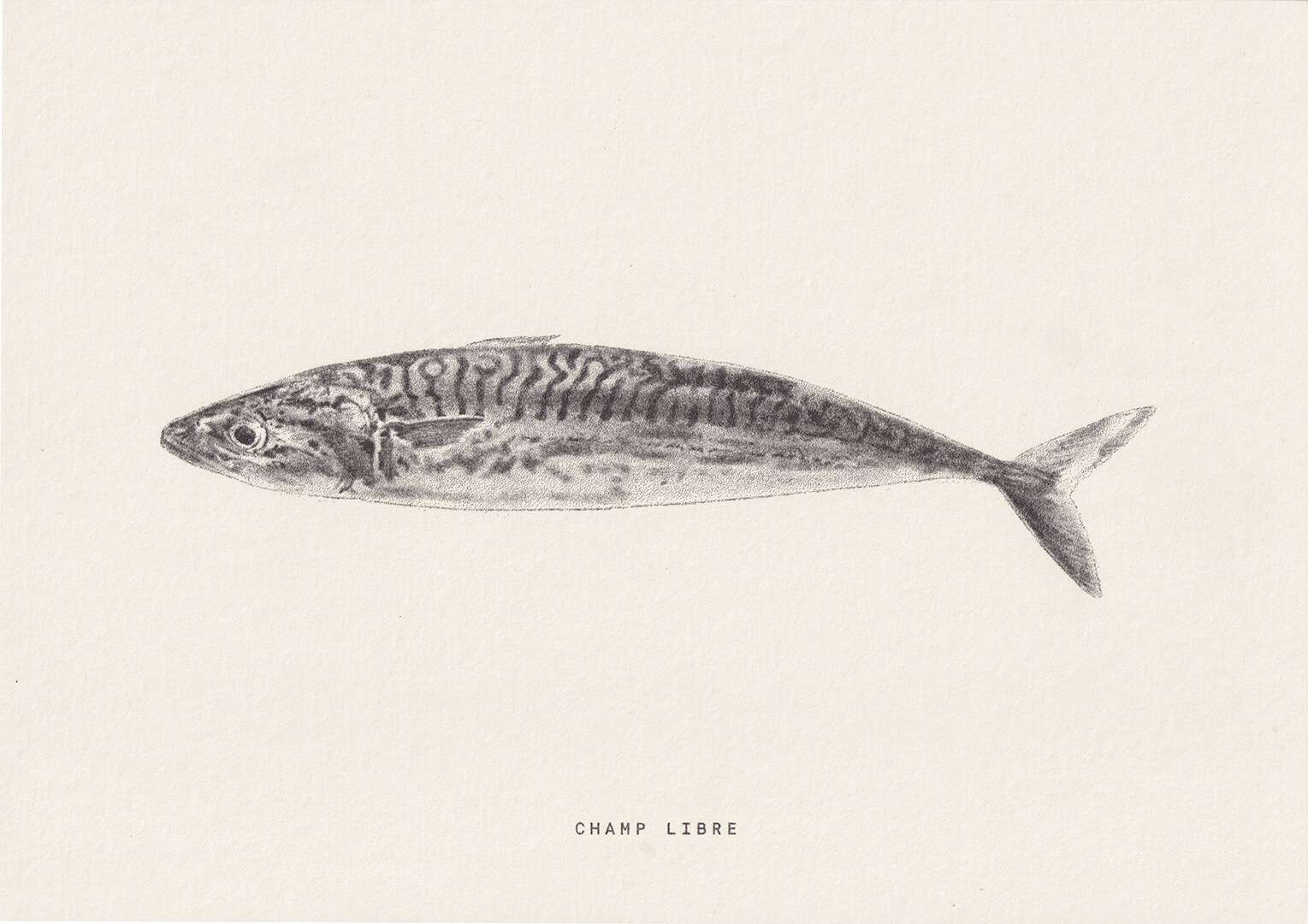 petite affiche sur le thème de la mer avec un poisson au crayon