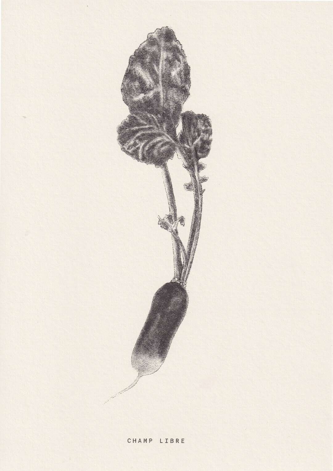 dessin de radis au crayon de papier imprimé en riso