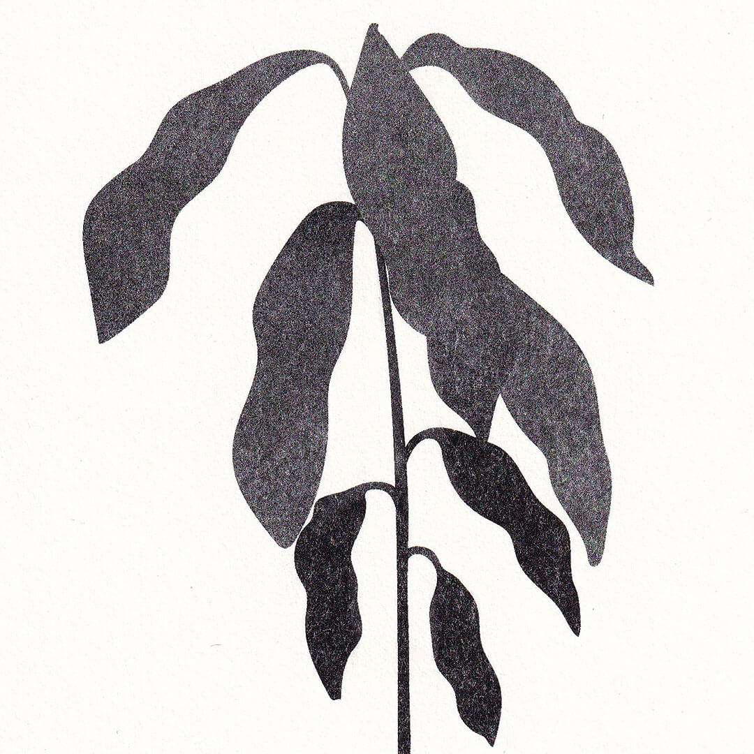 zoom sur une illustration d'une plante d'avocat imprimé en riso