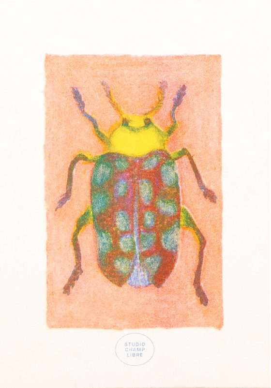 insecte multicolor carte décorative et design en risographie