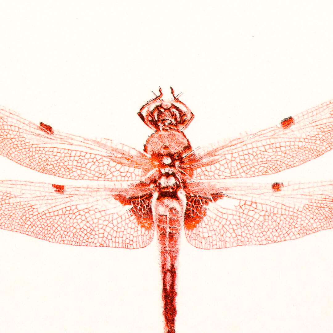 zoom sur une illustration représentant une libellule orange fluo